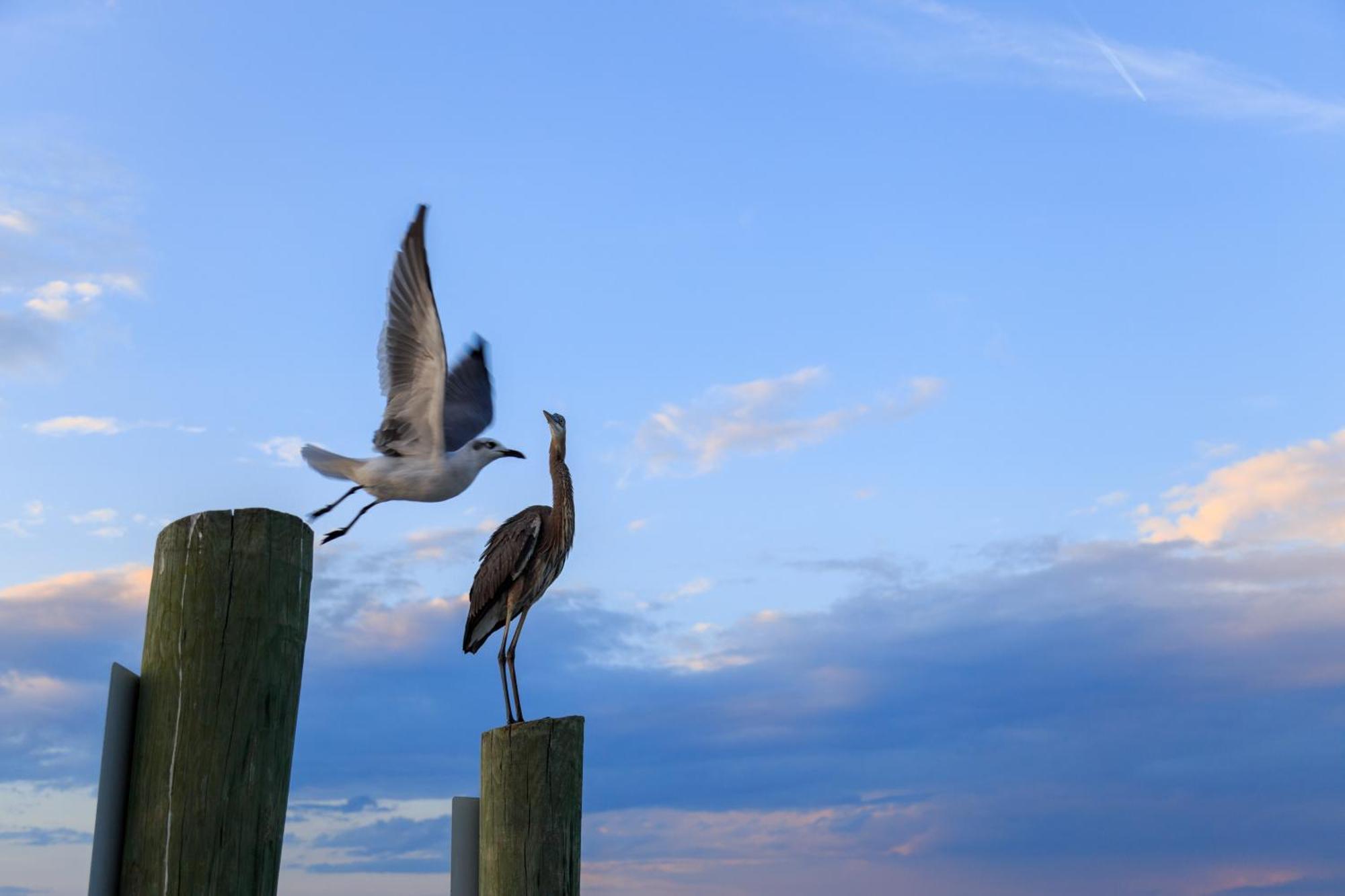 Forest Beach Villas Hilton Head Island Pokoj fotografie